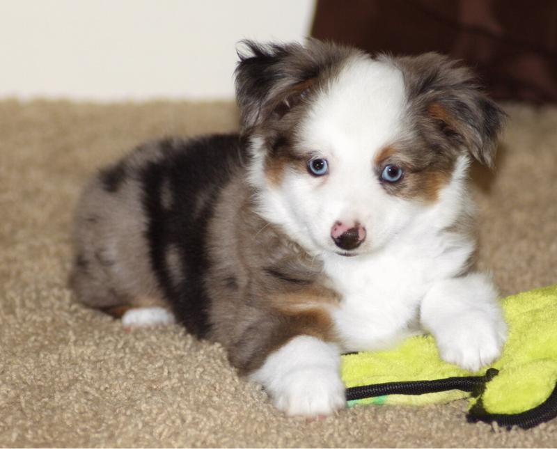 blue horizon toy aussies