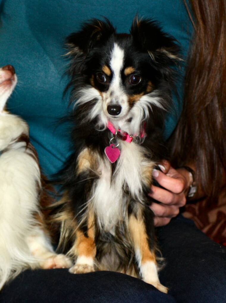 blue horizon toy aussies